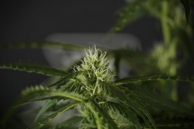 Amnesia Skunk The Zamnesia Way. Week 10 - Amnesia Skunk 12/12 From seed 