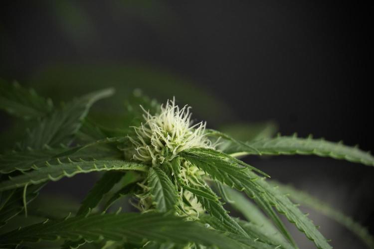 Amnesia Skunk The Zamnesia Way. Week 10 - Amnesia Skunk 12/12 From seed 