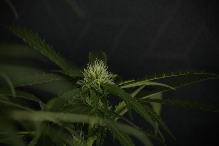 Amnesia Skunk The Zamnesia Way. Week 10 - Amnesia Skunk 12/12 From seed 