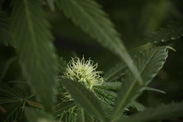 Amnesia Skunk The Zamnesia Way. Week 10 - Amnesia Skunk 12/12 From seed 