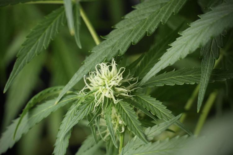 Amnesia Skunk The Zamnesia Way. Week 10 - Amnesia Skunk 12/12 From seed 