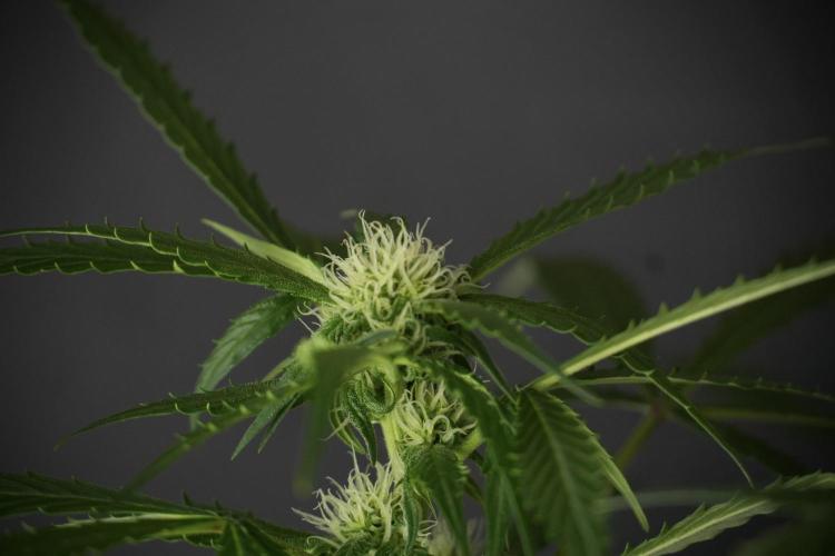 Amnesia Skunk The Zamnesia Way. Week 10 - Amnesia Skunk 12/12 From seed 