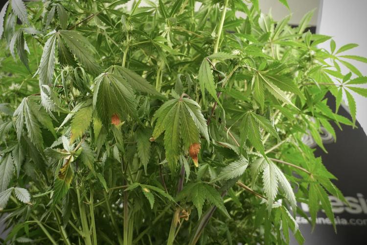 Amnesia Skunk The Zamnesia Way. Week 10 - Amnesia Skunk 12/12 From seed 