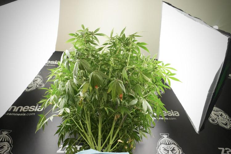 Amnesia Skunk The Zamnesia Way. Week 10 - Amnesia Skunk 12/12 From seed 