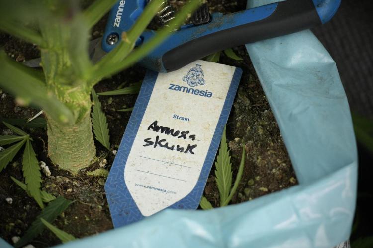 Amnesia Skunk The Zamnesia Way. Week 10 - Amnesia Skunk 12/12 From seed 