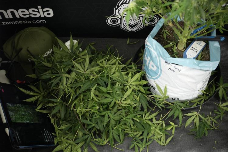 Amnesia Skunk The Zamnesia Way. Week 10 - Amnesia Skunk 12/12 From seed 