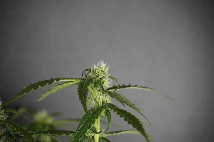 Amnesia Skunk The Zamnesia Way. Week 10 - Amnesia Skunk 12/12 From seed 