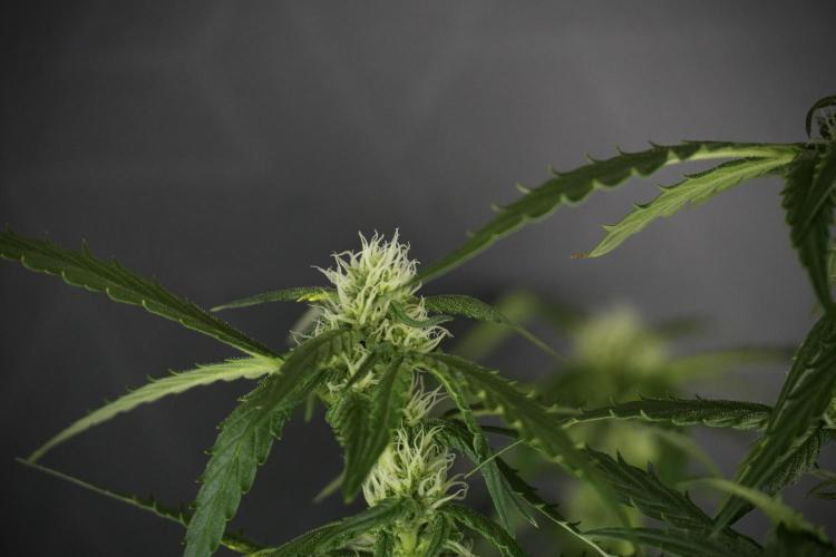 Amnesia Skunk The Zamnesia Way. Week 10 - Amnesia Skunk 12/12 From seed 