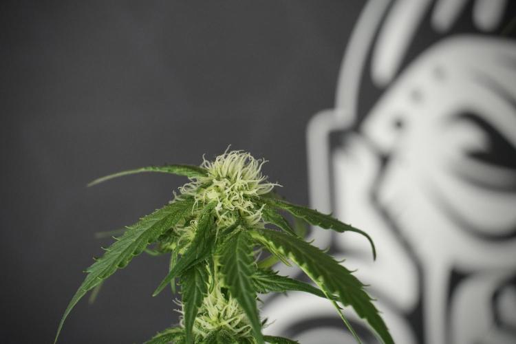 Amnesia Skunk The Zamnesia Way. Week 10 - Amnesia Skunk 12/12 From seed 