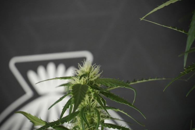 Amnesia Skunk The Zamnesia Way. Week 10 - Amnesia Skunk 12/12 From seed 