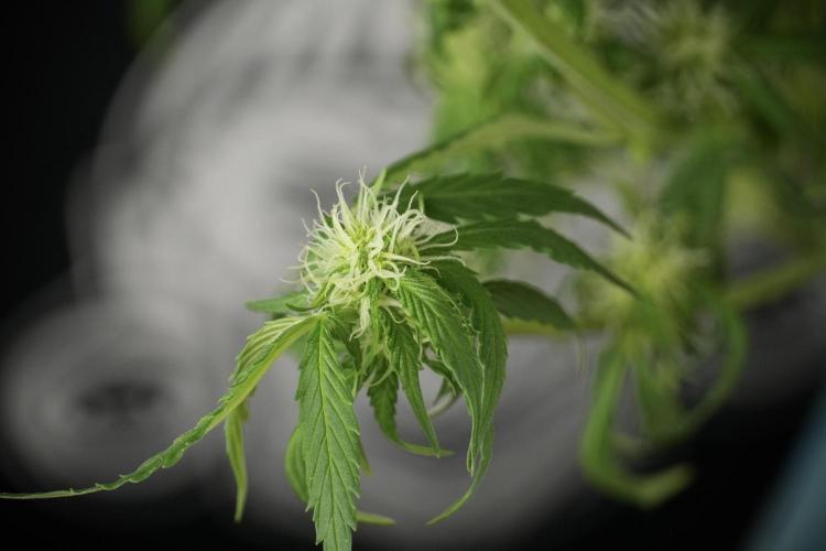 Amnesia Skunk The Zamnesia Way. Week 10 - Amnesia Skunk 12/12 From seed 