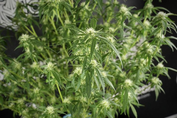 Amnesia Skunk The Zamnesia Way. Week 10 - Amnesia Skunk 12/12 From seed 