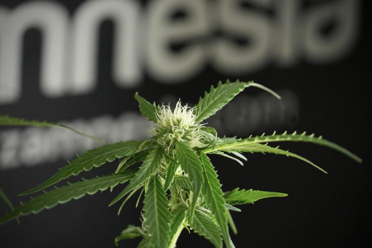 Amnesia Skunk The Zamnesia Way. Week 10 - Amnesia Skunk 12/12 From seed 