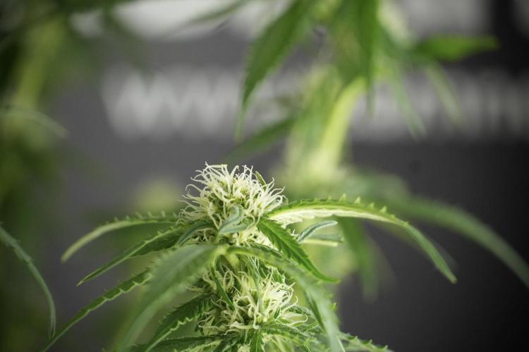 Amnesia Skunk The Zamnesia Way. Week 10 - Amnesia Skunk 12/12 From seed 