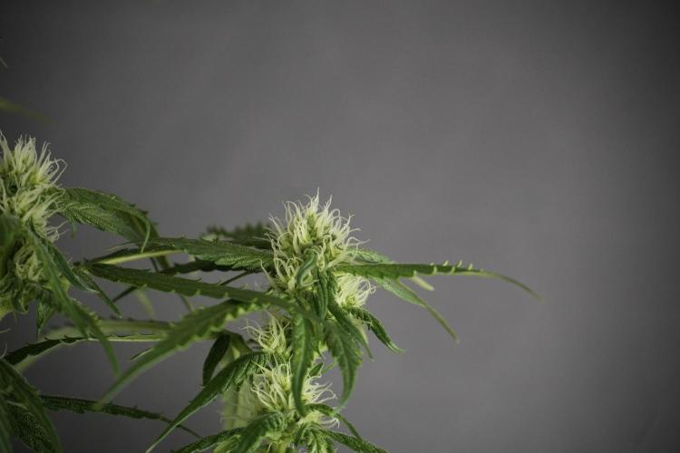 Amnesia Skunk The Zamnesia Way. Week 10 - Amnesia Skunk 12/12 From seed 