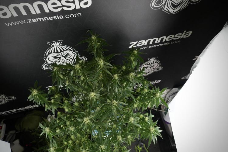 Amnesia Skunk The Zamnesia Way. Week 10 - Amnesia Skunk 12/12 From seed 