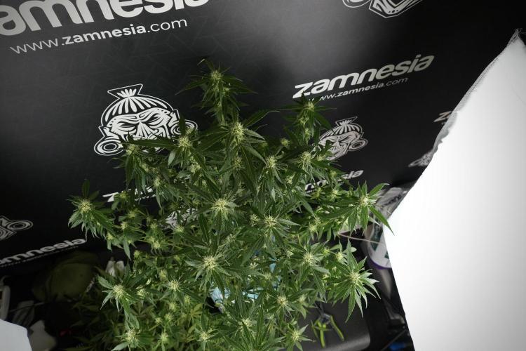 Amnesia Skunk The Zamnesia Way. Week 10 - Amnesia Skunk 12/12 From seed 