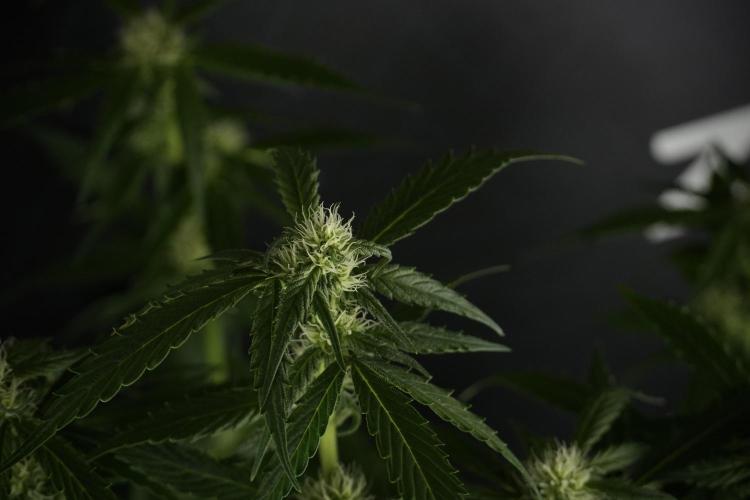 Amnesia Skunk The Zamnesia Way. Week 10 - Amnesia Skunk 12/12 From seed 