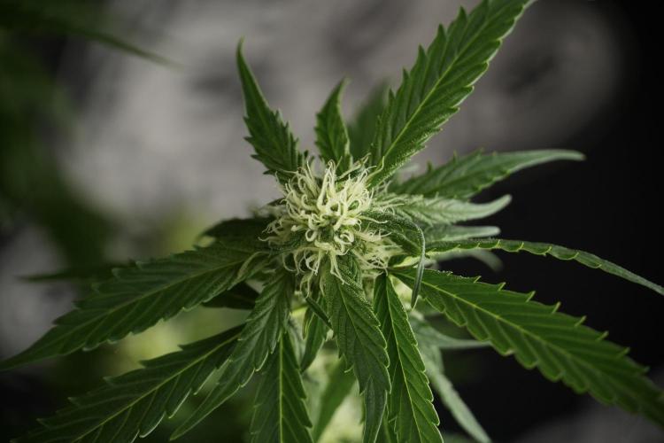Amnesia Skunk The Zamnesia Way. Week 10 - Amnesia Skunk 12/12 From seed 