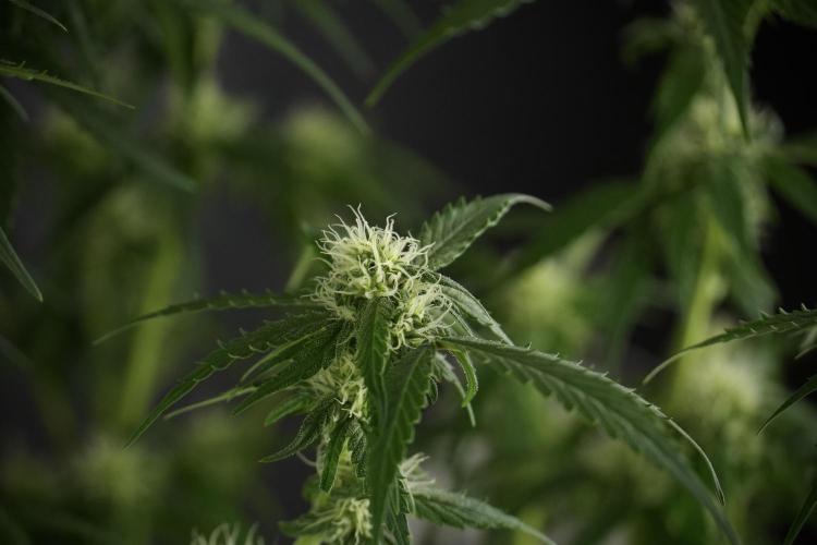 Amnesia Skunk The Zamnesia Way. Week 10 - Amnesia Skunk 12/12 From seed 
