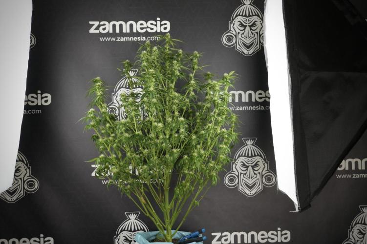 Amnesia Skunk The Zamnesia Way. Week 10 - Amnesia Skunk 12/12 From seed 