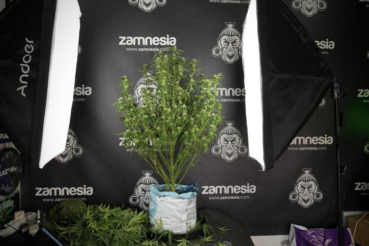 Amnesia Skunk The Zamnesia Way. Week 10 - Amnesia Skunk 12/12 From seed 