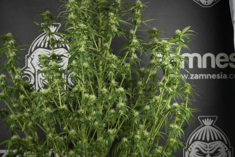 Amnesia Skunk The Zamnesia Way. Week 10 - Amnesia Skunk 12/12 From seed 