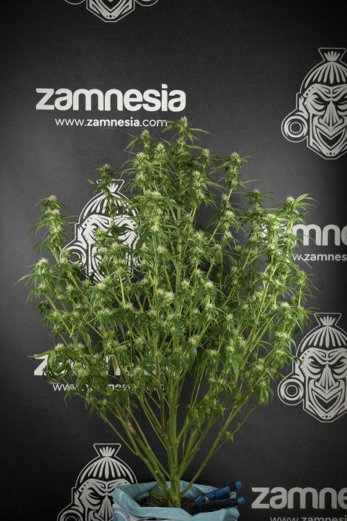 Amnesia Skunk The Zamnesia Way. Week 10 - Amnesia Skunk 12/12 From seed 