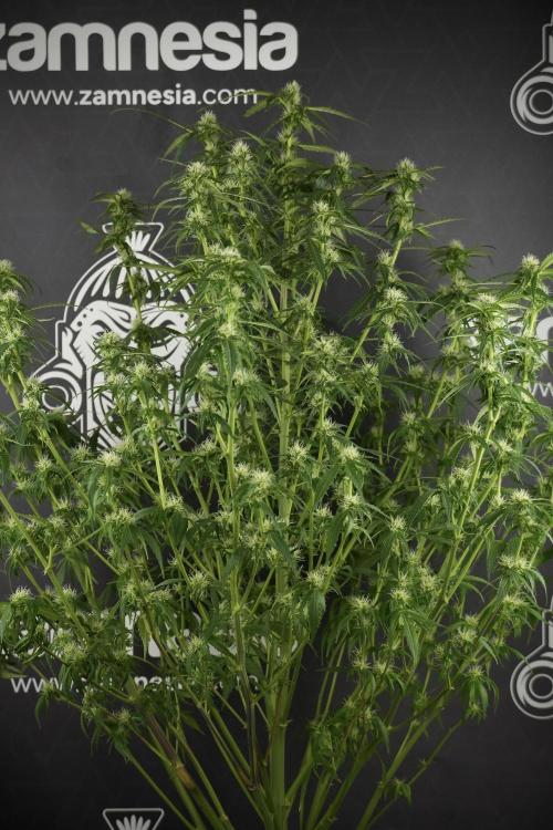 Amnesia Skunk The Zamnesia Way. Week 10 - Amnesia Skunk 12/12 From seed 