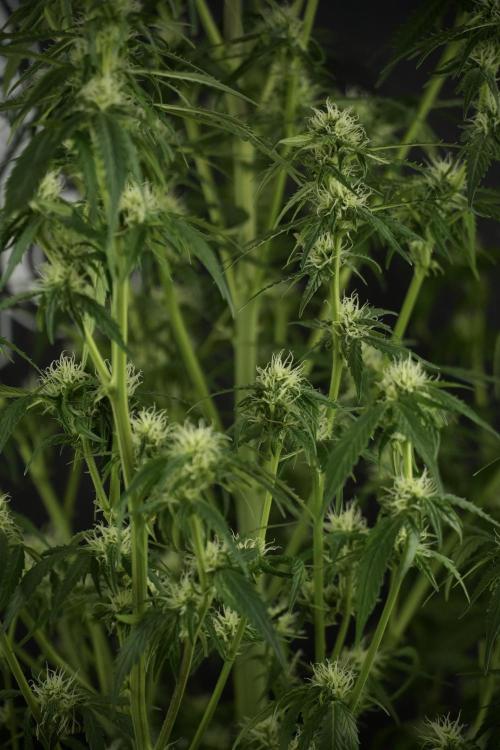 Amnesia Skunk The Zamnesia Way. Week 10 - Amnesia Skunk 12/12 From seed 