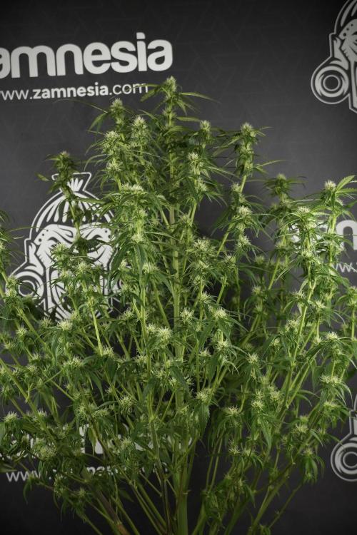 Amnesia Skunk The Zamnesia Way. Week 10 - Amnesia Skunk 12/12 From seed 