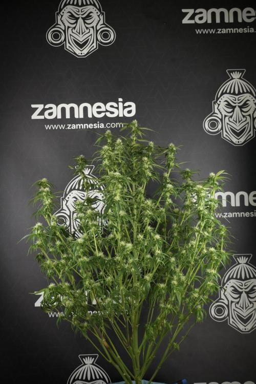 Amnesia Skunk The Zamnesia Way. Week 10 - Amnesia Skunk 12/12 From seed 