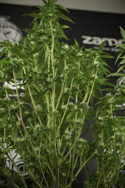 Amnesia Skunk The Zamnesia Way. Week 10 - Amnesia Skunk 12/12 From seed 