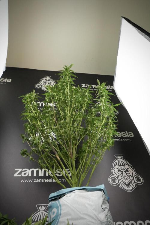 Amnesia Skunk The Zamnesia Way. Week 10 - Amnesia Skunk 12/12 From seed 
