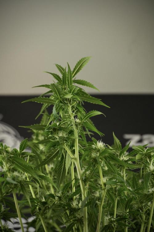 Amnesia Skunk The Zamnesia Way. Week 10 - Amnesia Skunk 12/12 From seed 