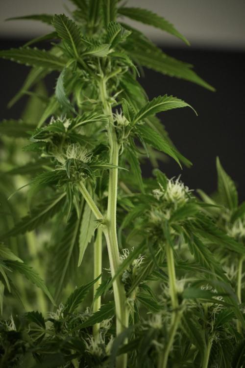 Amnesia Skunk The Zamnesia Way. Week 10 - Amnesia Skunk 12/12 From seed 