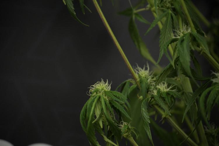 Amnesia Skunk The Zamnesia Way. Week 10 - Amnesia Skunk 12/12 From seed 