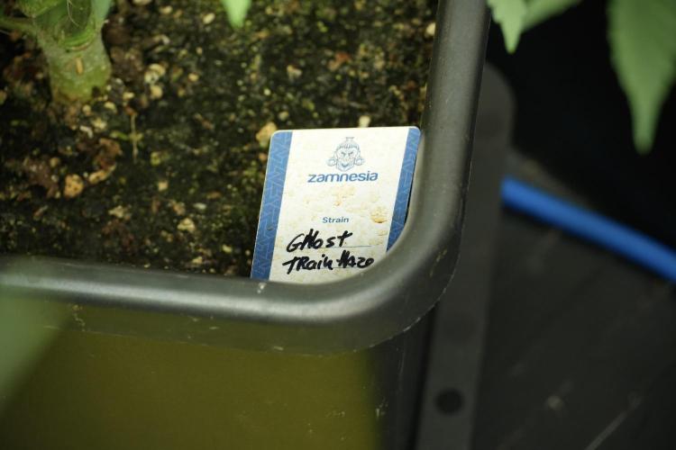 Catching The Ghost Train Haze @ Zamnesia. Week 10 - Ghost Train Haze The Big Mama 12-12 from seed