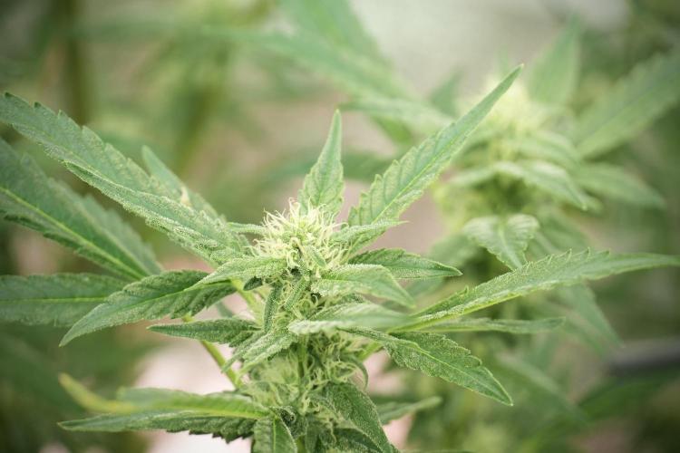 Catching The Ghost Train Haze @ Zamnesia. Week 10 - Ghost Train Haze The Big Mama 12-12 from seed