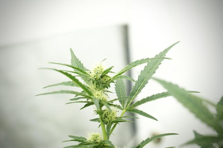 Catching The Ghost Train Haze @ Zamnesia. Week 10 - Ghost Train Haze The Big Mama 12-12 from seed