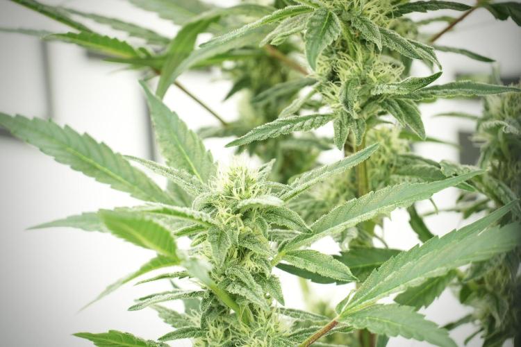 Catching The Ghost Train Haze @ Zamnesia. Week 10 - Ghost Train Haze The Big Mama 12-12 from seed