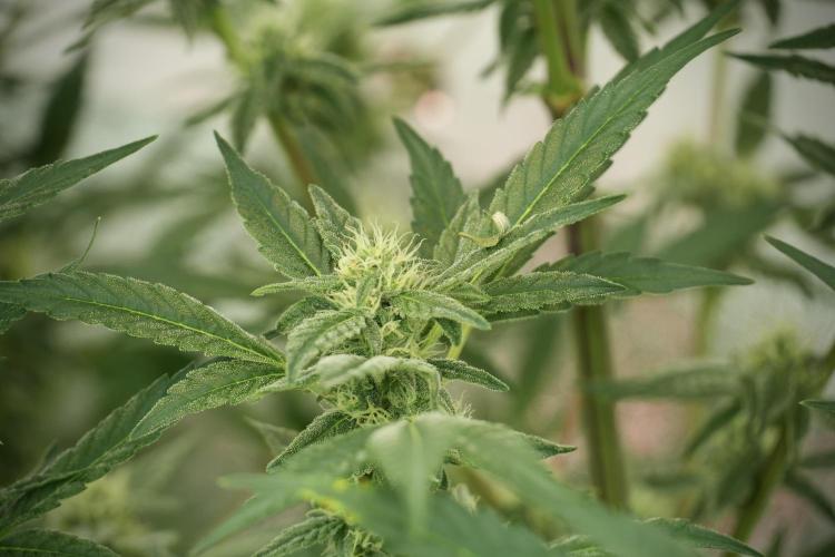 Catching The Ghost Train Haze @ Zamnesia. Week 10 - Ghost Train Haze The Big Mama 12-12 from seed