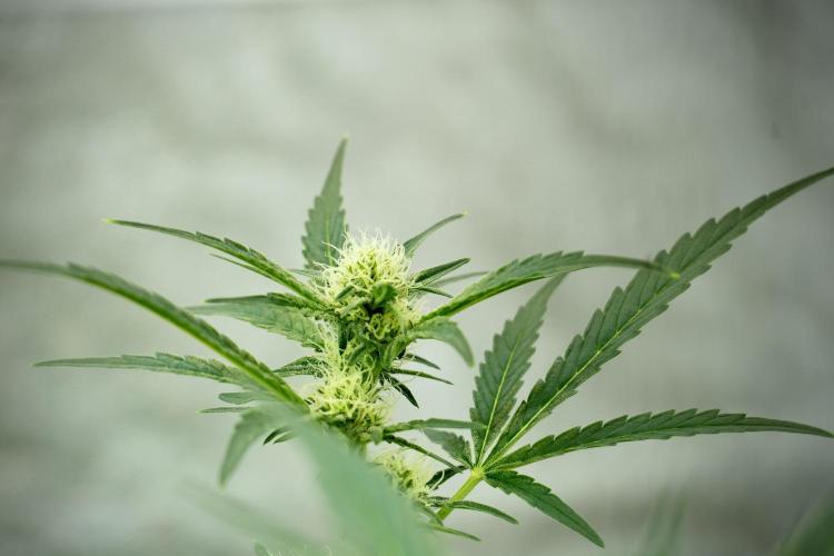 Catching The Ghost Train Haze @ Zamnesia. Week 10 - Ghost Train Haze The Big Mama 12-12 from seed