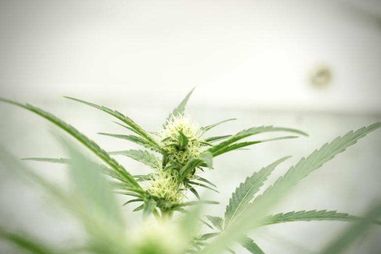 Catching The Ghost Train Haze @ Zamnesia. Week 10 - Ghost Train Haze The Big Mama 12-12 from seed