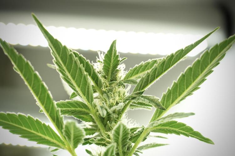 Catching The Ghost Train Haze @ Zamnesia. Week 10 - Ghost Train Haze The Big Mama 12-12 from seed