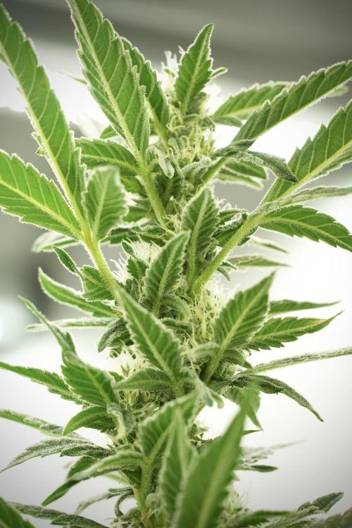 Catching The Ghost Train Haze @ Zamnesia. Week 10 - Ghost Train Haze The Big Mama 12-12 from seed