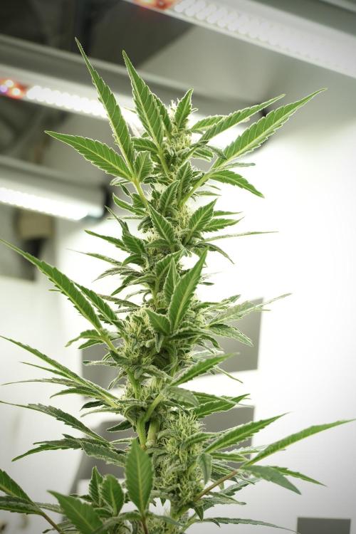 Catching The Ghost Train Haze @ Zamnesia. Week 10 - Ghost Train Haze The Big Mama 12-12 from seed