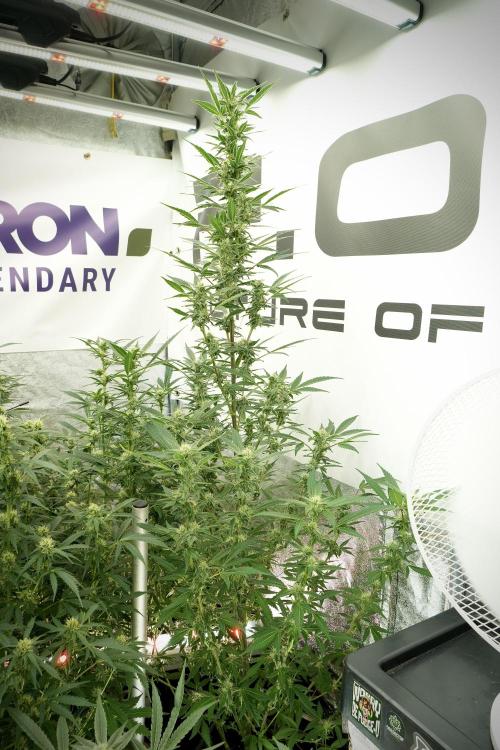 Catching The Ghost Train Haze @ Zamnesia. Week 10 - Ghost Train Haze The Big Mama 12-12 from seed