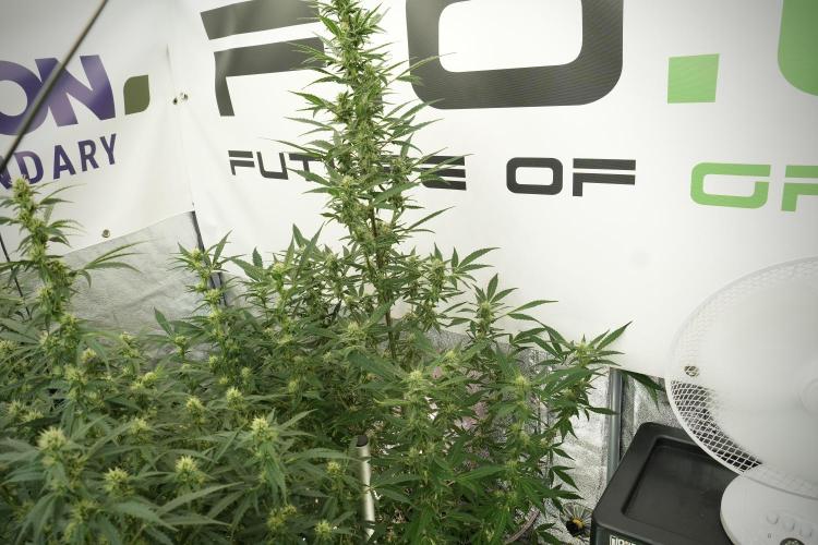 Catching The Ghost Train Haze @ Zamnesia. Week 10 - Ghost Train Haze The Big Mama 12-12 from seed
