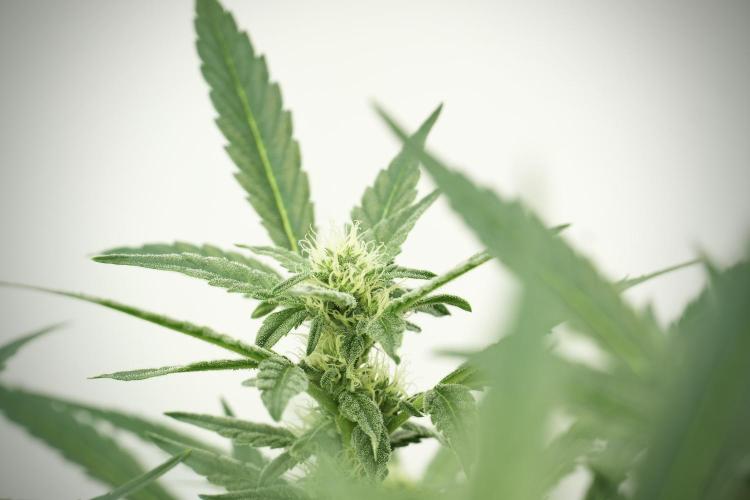 Catching The Ghost Train Haze @ Zamnesia. Week 10 - Ghost Train Haze The Big Mama 12-12 from seed